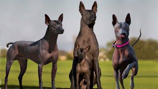 These Are 10 Rare Hairless Dog Breeds [upl. by Carola]