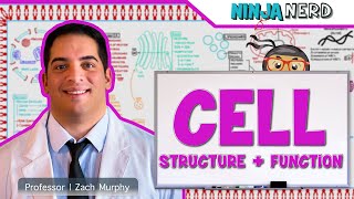 Cell Biology  Cell Structure amp Function [upl. by Kaehpos582]