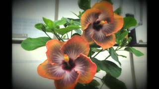 Hibiscus rosasinensis Fifth Dimension [upl. by Rafat704]