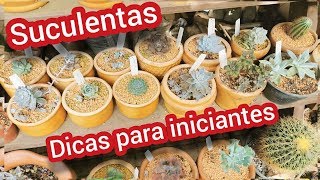 Suculentas Dicas para Iniciantes [upl. by Nyleahs302]