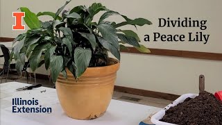 How to Divide a Peace Lily [upl. by Conny498]