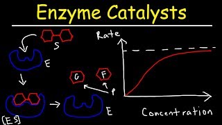 Enzymes  Catalysts [upl. by Clements7]