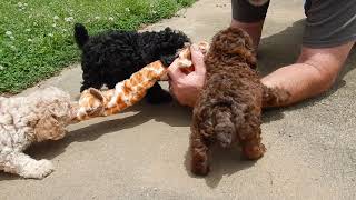 Miniature Poodle Puppies 52820 [upl. by Enomed]