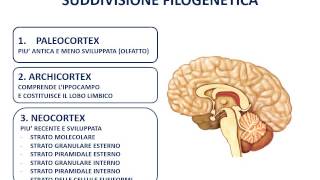 16 La corteccia cerebrale [upl. by Mott]