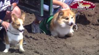 Canterbury Park Corgi Races 7302016 [upl. by Doralin]