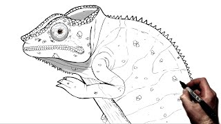 How To Draw A Chameleon  Step By Step [upl. by Pillsbury557]