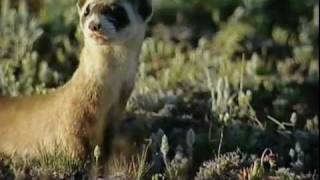 BlackFooted Ferret and Conservation [upl. by Etam644]