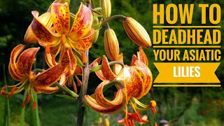 How to Deadhead your Asiatic Lilies [upl. by Alehc]