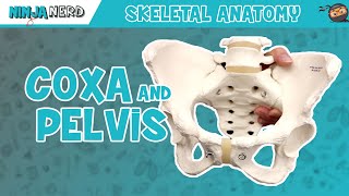 Coxa amp Pelvis Anatomy [upl. by Nevetse14]