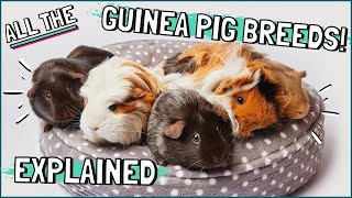 Guinea Pig Breeds Explained Which Breed Are Your Guinea Pigs [upl. by Ennairod]