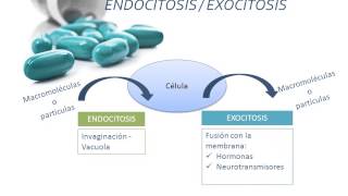 Tema 2 FARMACOCINÉTICA Absorción [upl. by Onurb]