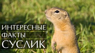 Суслик  интересные факты [upl. by Afrika63]