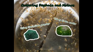 How To Culture Daphnia and Moinas using Green Water Spirulina powder [upl. by Marabelle395]