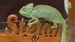 Reptil TV  Folge 55  Chamaeleon Basics [upl. by Ahders]