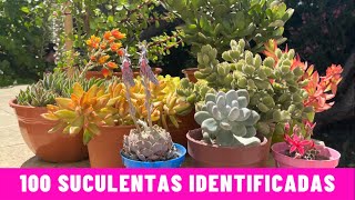 100 SUCULENTAS IDENTIFICADAS  Nombres Cientificos [upl. by Sirej]