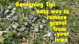 GARDENING TIP ● How to Easily Remove Gravel from your lawn [upl. by Eisiam]