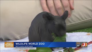 Wildlife World Zoo welcomes hairless Guinea [upl. by Pavla889]