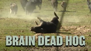 Airgun Hog Hunting  Hog Wild 2016 Part 1 [upl. by Esmaria]