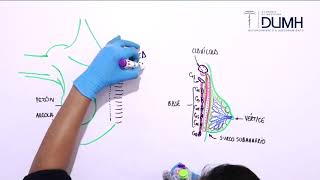 ANATOMÍA  Glándula Mamaria y Mama [upl. by Post583]