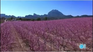 Promocionan la floración de Cieza [upl. by Eocsor204]