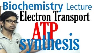 Electron transport chain and ATP synthesis [upl. by Accebber]