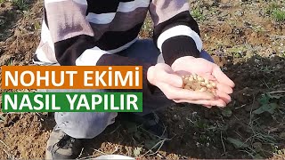 NOHUT NE ZAMAN EKİLİR  HOW TO PLANT CHICKPEAS [upl. by Karolyn677]