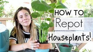 How To Repot Houseplants  Repotting Houseplants [upl. by Joana]