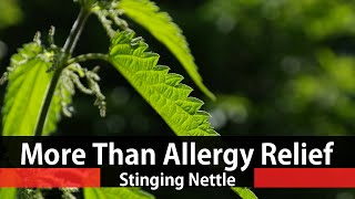 The Benefits Of Stinging Nettle  Urtica Dioica [upl. by Juliet]