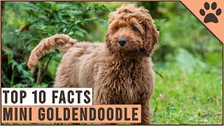 Mini Goldendoodle  Top 10 Facts [upl. by Reyotal]