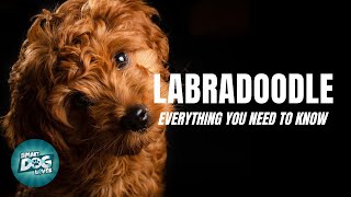 Labradoodle Dog Breed Guide  Dogs 101  Labradoodle [upl. by Zima210]