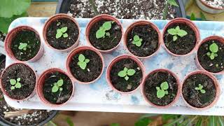 Growing Paulownia From Seed [upl. by Assertal]