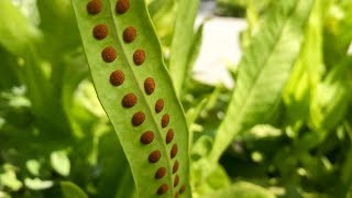 Propagating Ferns from Spores – Family Plot [upl. by Grose590]