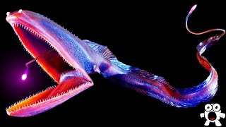 Top 10 Most Bizarre Deep Sea Creatures Ever Discovered [upl. by Keeler946]