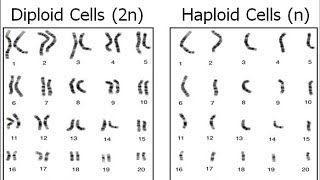 Haploid vs Diploid [upl. by Ellenaej670]