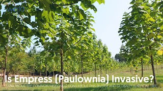 Is Empress Paulownia invasive [upl. by Anyk]