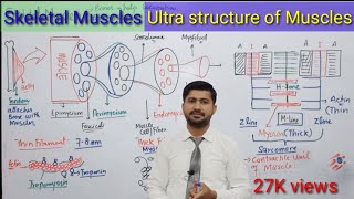 Skeletal Muscles  Ultra Structure of Muscles  Fsc Biology Book 2  Irtisams Biology [upl. by Ylahtan462]