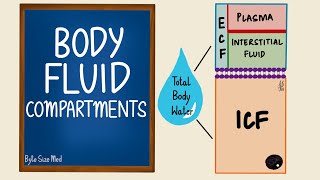 AS Biology  Tissue fluid formation OCR A Chapter 83 [upl. by Nnailuj439]