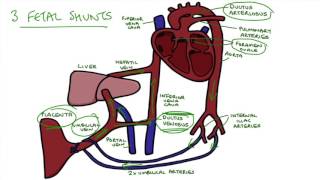 Understanding Fetal Circulation [upl. by Weinman]