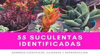 55 SUCULENTAS IDENTIFICADAS  Nombres científicos cuidados y reproducción [upl. by Esertak]