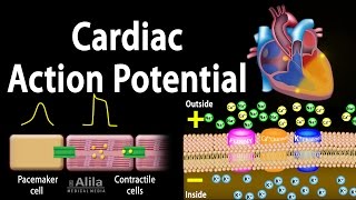 Cardiac Action Potential Animation [upl. by Scholem740]