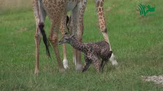 Baby Giraffe Tries to Stand and Takes His First Steps [upl. by Tonnie]