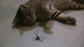 Cat vs Spider [upl. by Trin]