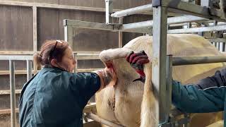 Semen Testing Charolais Bulls [upl. by Marcelline973]