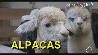 Alpacas  Die Alpaca Schur  St Thomas a Bl [upl. by Nonregla470]