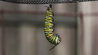 Monarch Caterpillar Changes to a Chrysalis [upl. by Ynaoj]