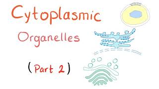 Cytoplasmic Organelles Part 2 [upl. by Coryden]