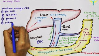 Enterohepatic Circulation of Bile Acids [upl. by Rimaa386]