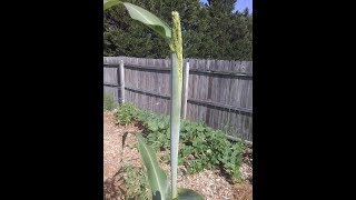 Sorghum Syrup WITHOUT A Press Or Juicer [upl. by Tfat]