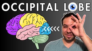 The Occipital Lobe Visual Cortex  Location and Function [upl. by Ahselrak]