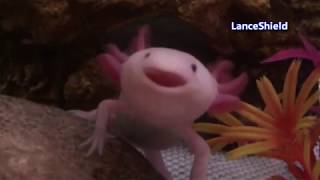 axolotl sings the song of its people [upl. by Hamann]